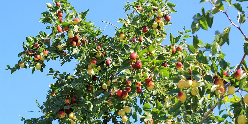 jujube_baum_02